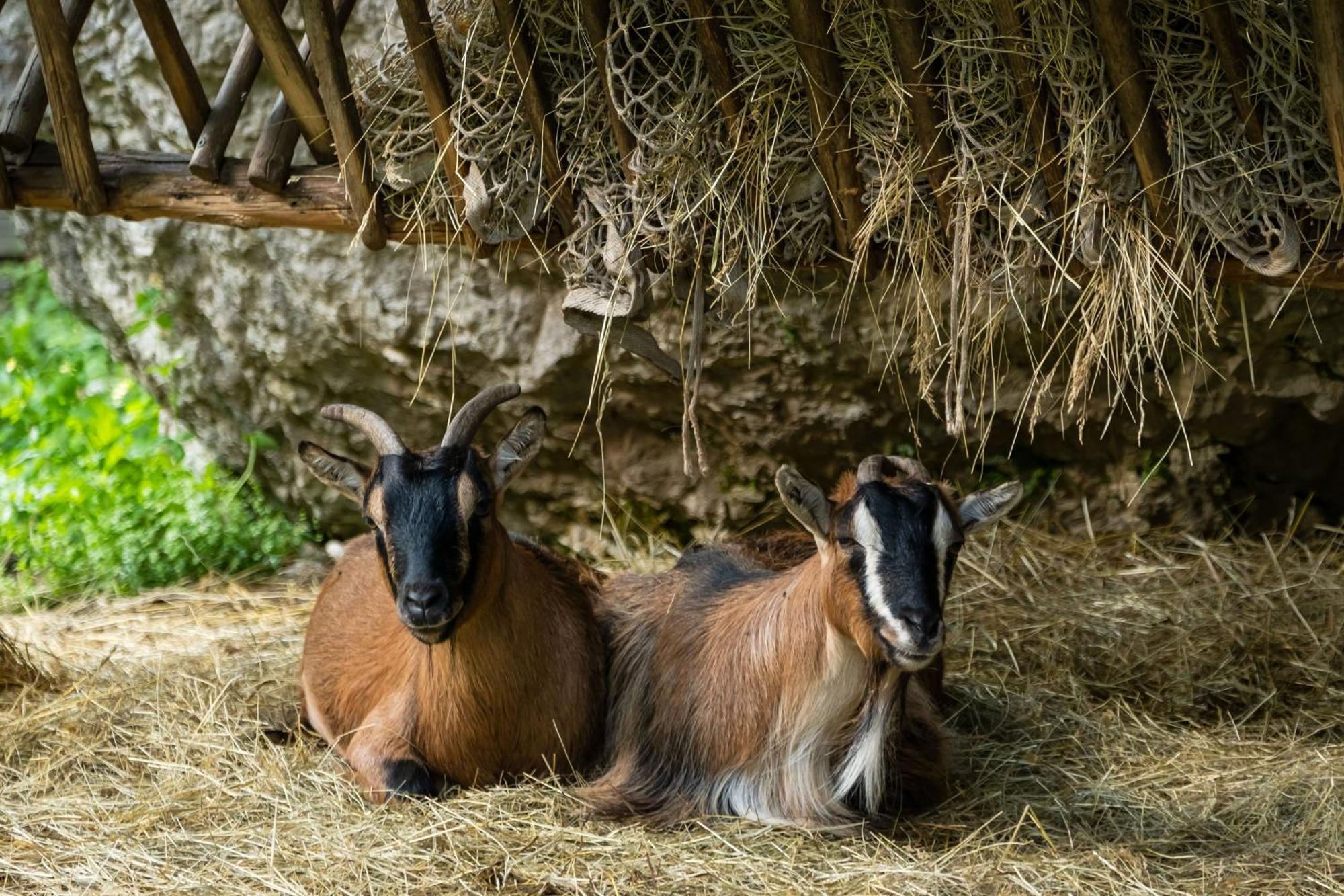 Pristava Lepena Village Zewnętrze zdjęcie